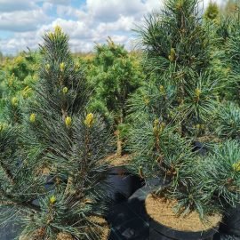 Pušis korėjinė Silveray