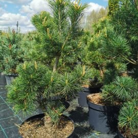 Pušis smulkiažiedė Glauca