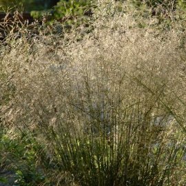 Šluotsmilgė SCHOTTLAND