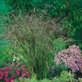 Rykštėtoji sora 'Warrior