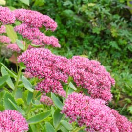 Šilokas Herbstfreude