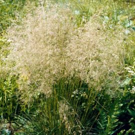 Kupstinė šluotsmilgė  GOLDTAU