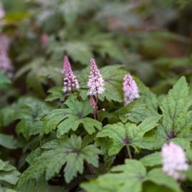 Tiarelė Pink Skyrocket